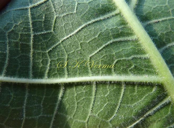  Leaf